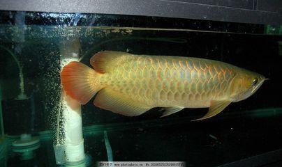 金龙鱼热带鱼还是冷带鱼好：金龙鱼是热带鱼吗？