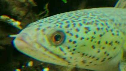 龙鱼眼睛里面有白点点是什么原因：龙鱼眼睛内出现白点点是什么原因龙鱼眼睛内出现白点点是什么原因