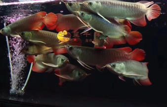 正红眼白子魟鱼特点：正红眼白子魟鱼是一种特殊的观赏鱼品种