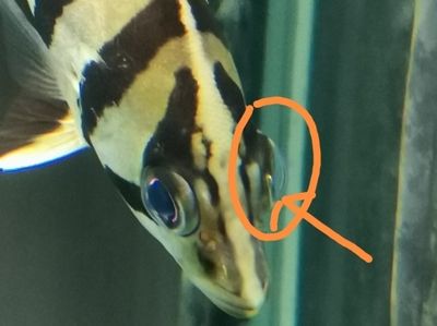虎鱼眼睛外蒙凸出来怎么办：虎鱼眼睛外蒙凸出来怎么办虎鱼眼睛外蒙凸出来的治疗方法