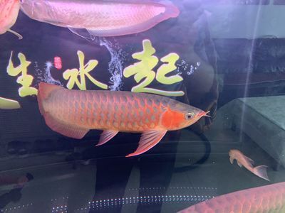 印尼虎鱼鳍发红：印尼虎鱼鳍发红可能是由于多种原因引起的