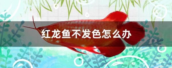 红龙鱼不发色怎么回事：关于红龙鱼的发色问题
