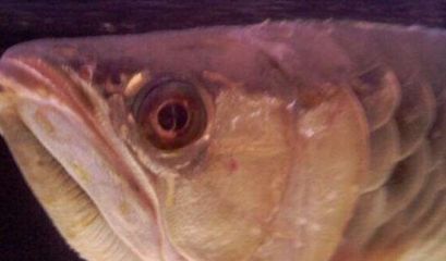 金龙鱼眼圈发白什么原因：金龙鱼眼圈发白是什么原因