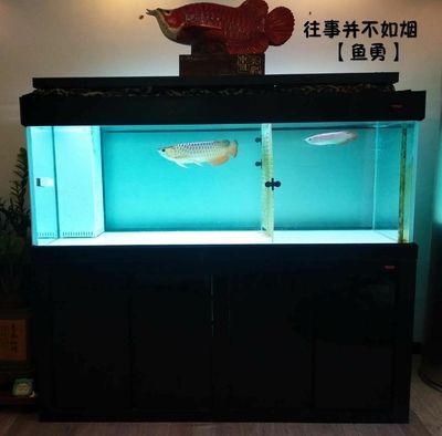 180的鱼缸能养几条龙：180厘米长的鱼缸能养几条龙