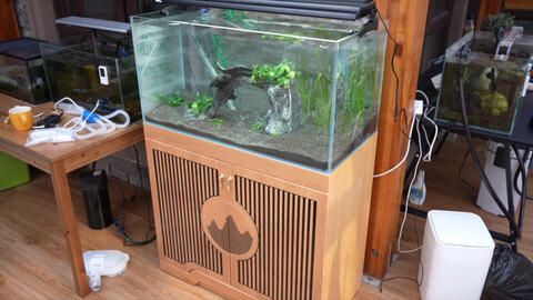 玻璃胶鱼缸能用多久啊：玻璃胶粘接的鱼缸使用寿命受多种因素影响使用寿命