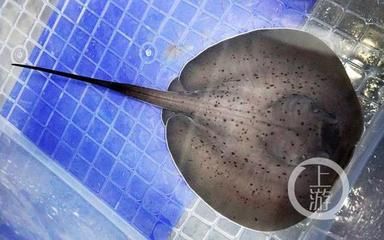 魟鱼好繁殖吗视频：关于魟鱼繁殖的一些知识