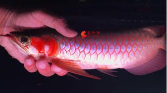 魟鱼嘴巴有血丝发红怎么回事：魟鱼嘴巴出现血丝发红怎么回事