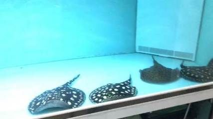 黑帝魟鱼多大可以繁殖：黑帝魟鱼的繁殖条件和最佳繁殖时间
