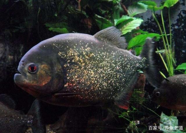 虎鱼多久可以适应新环境：印尼虎鱼多久可以适应新环境