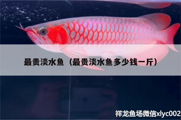 最贵淡水鱼（最贵淡水鱼多少钱一斤） 黄金眼镜蛇雷龙鱼
