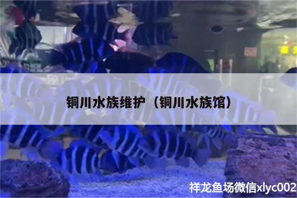 铜川水族维护（铜川水族馆） 印尼红龙鱼