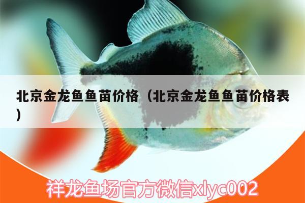 北京金龙鱼鱼苗价格（北京金龙鱼鱼苗价格表） 眼斑鱼