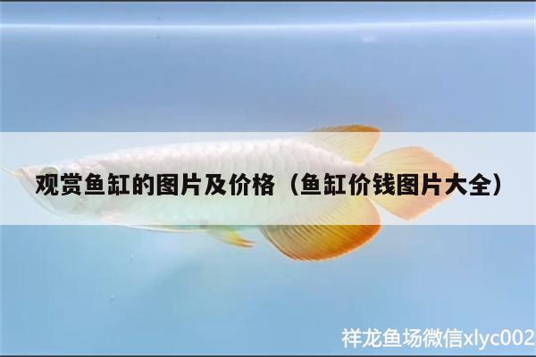 观赏鱼缸的图片及价格（鱼缸价钱图片大全） 赤荔凤冠鱼
