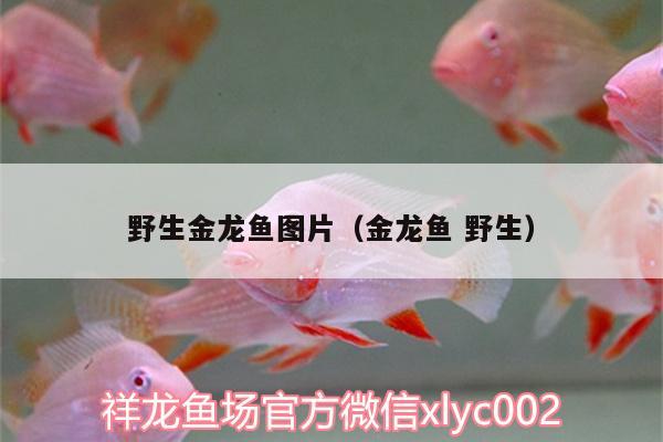 野生金龙鱼图片（金龙鱼野生） 名贵锦鲤鱼