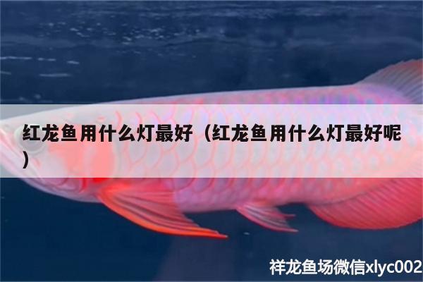 红龙鱼用什么灯最好（红龙鱼用什么灯最好呢） 红眼黄化幽灵火箭鱼|皇家火箭鱼