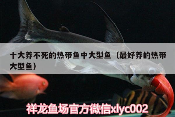 十大养不死的热带鱼中大型鱼（最好养的热带大型鱼） 慈雕鱼