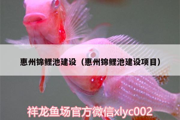 惠州锦鲤池建设（惠州锦鲤池建设项目） 鱼缸水质稳定剂