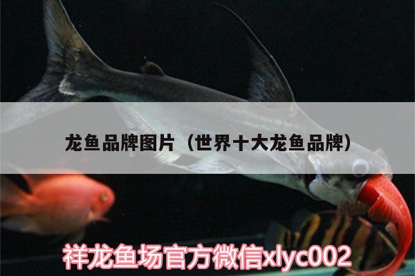 龙鱼品牌图片（世界十大龙鱼品牌） 恐龙王鱼