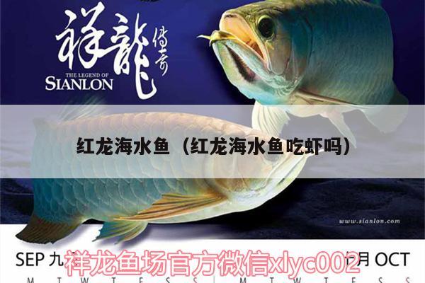 红龙海水鱼（红龙海水鱼吃虾吗） 海水鱼