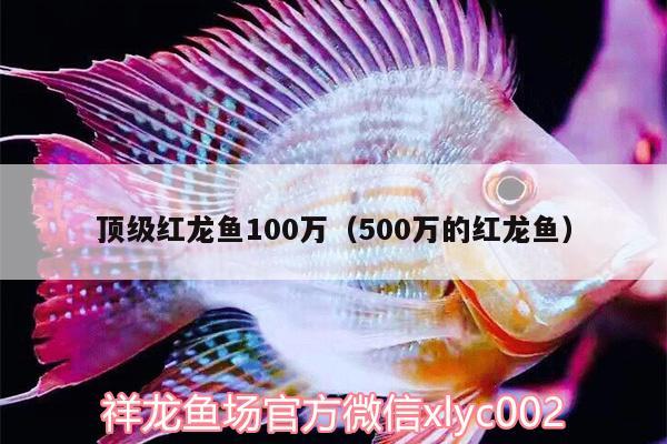 顶级红龙鱼100万（500万的红龙鱼）
