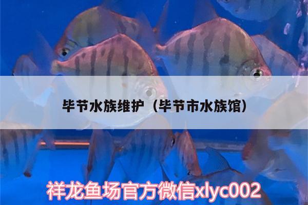毕节水族维护（毕节市水族馆） 泰庞海鲢鱼