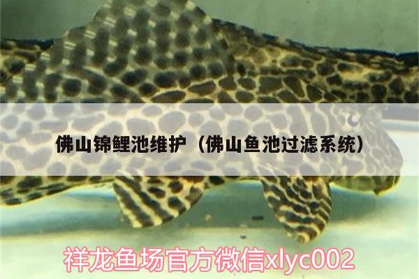 佛山锦鲤池维护（佛山鱼池过滤系统） 黄金达摩鱼