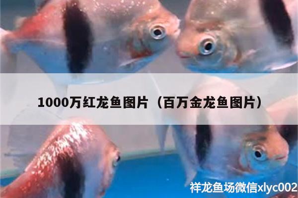 1000万红龙鱼图片（百万金龙鱼图片） 黑云鱼