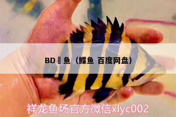 BD魟鱼（鲽鱼百度网盘） BD魟鱼