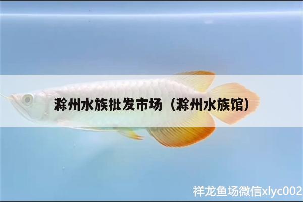 滁州水族批发市场（滁州水族馆） 观赏鱼水族批发市场