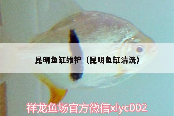 昆明鱼缸维护（昆明鱼缸清洗） 黄金鸭嘴鱼