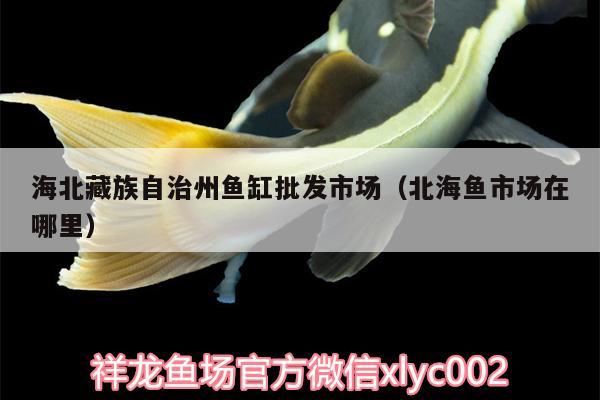 海北藏族自治州鱼缸批发市场（北海鱼市场在哪里） 热带鱼鱼苗批发