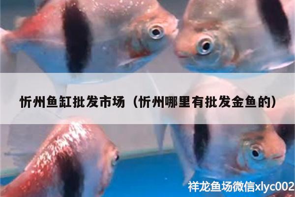 忻州鱼缸批发市场（忻州哪里有批发金鱼的） 赤荔凤冠鱼