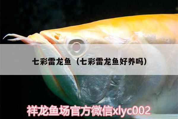 七彩雷龙鱼（七彩雷龙鱼好养吗） 黄鳍鲳鱼