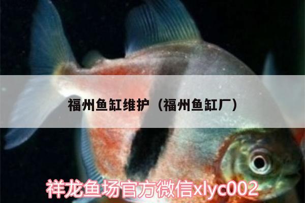 福州鱼缸维护（福州鱼缸厂） 梦幻雷龙鱼