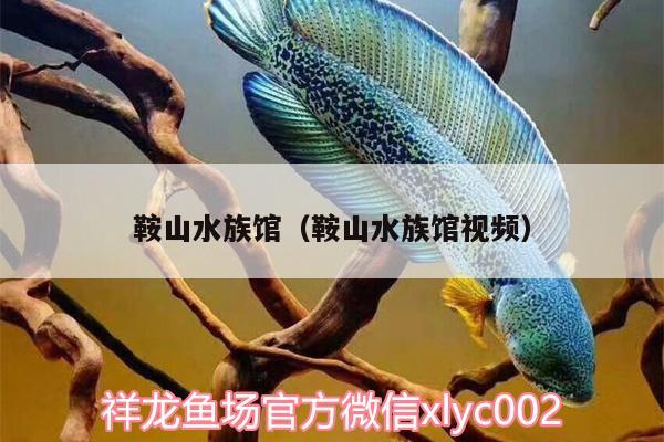 鞍山水族馆（鞍山水族馆视频） 申古银版鱼