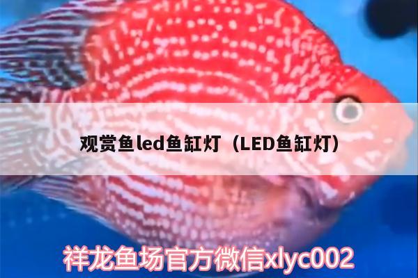 观赏鱼led鱼缸灯（LED鱼缸灯） B级过背金龙鱼