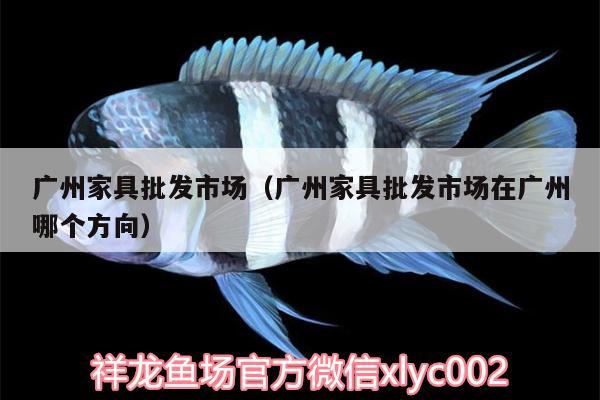 广州家具批发市场（广州家具批发市场在广州哪个方向） 虎纹银版鱼