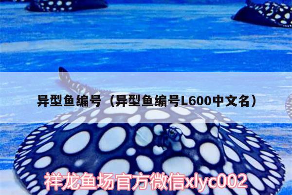 异型鱼编号（异型鱼编号L600中文名） 祥龙赫舞红龙鱼