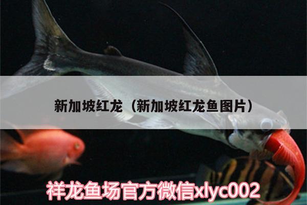 新加坡红龙（新加坡红龙鱼图片） 福满钻鱼