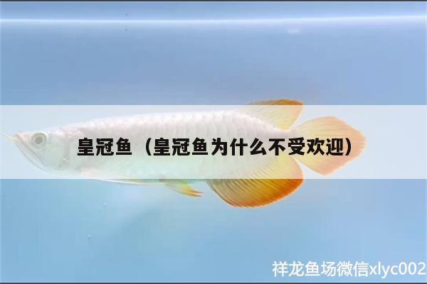 皇冠鱼（皇冠鱼为什么不受欢迎） 熊猫异形鱼L46 第1张