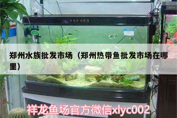 郑州水族批发市场（郑州热带鱼批发市场在哪里） 观赏鱼水族批发市场