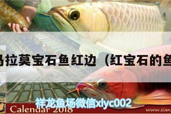 马拉莫宝石鱼红边（红宝石的鱼） 马拉莫宝石鱼 第1张