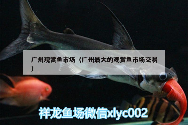 广州观赏鱼市场（广州最大的观赏鱼市场交易）