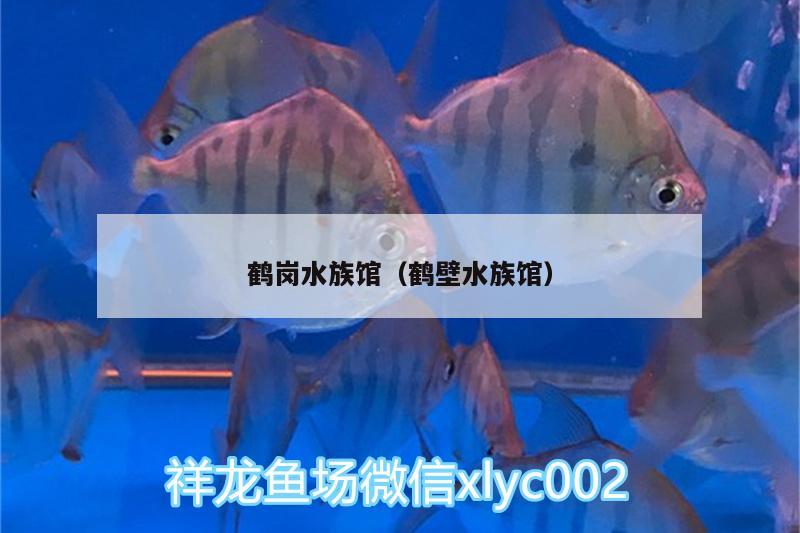 鹤岗水族馆（鹤壁水族馆） 观赏鱼鱼苗