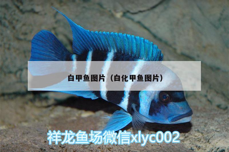 白甲鱼图片（白化甲鱼图片） 肺鱼