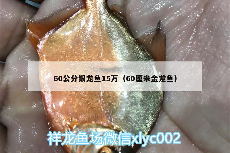 60公分银龙鱼15万（60厘米金龙鱼）