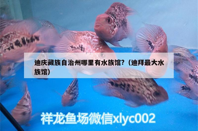 迪庆藏族自治州哪里有水族馆?（迪拜最大水族馆） 纯血皇冠黑白魟鱼