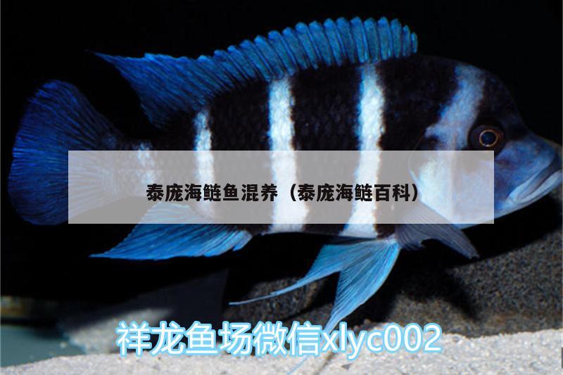 泰庞海鲢鱼混养（泰庞海鲢百科） 泰庞海鲢鱼