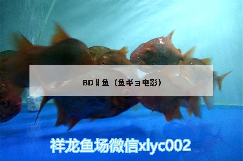 BD魟鱼（鱼ギョ电影）