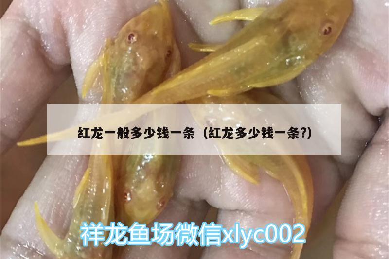 红龙一般多少钱一条（红龙多少钱一条?） 白子黄化银龙鱼